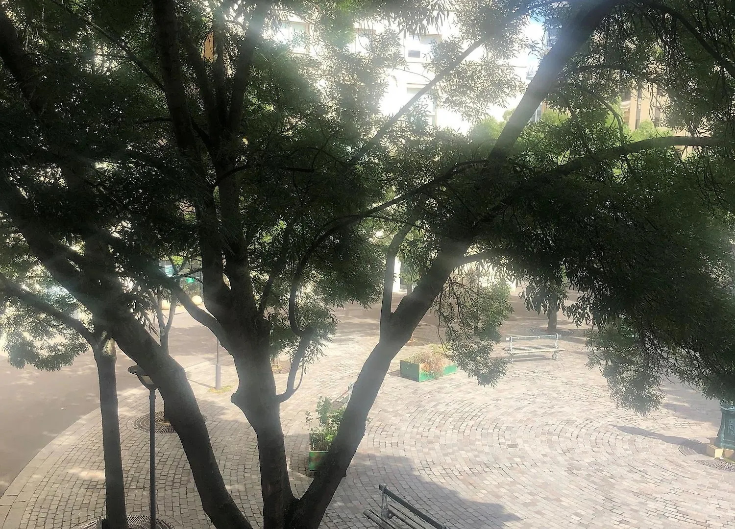오키데